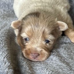 Carter - Merle male Pomsky puppy in Oak Forest, Illinois from Illinois Poms