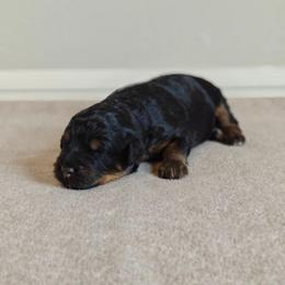 Han - Phantom male Bernedoodle puppy in Guthrie, Oklahoma from Edmond Doodles, LLC