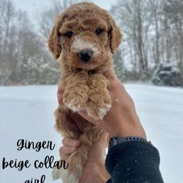 Ginger - Red  female Goldendoodle puppy in Taylorsville, North Carolina from Doggone Dixie Doodles