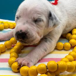 Star Gazing - White and black male Dalmatian puppy in Melrose, New Mexico from ECMO Farm Dalmatians & Labrador Retrievers