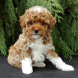 Dora - Red female Maltipoo puppy in Millersburg, Ohio from My Pals