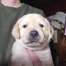 2nd Pick Female - Yellow female Labrador Retriever puppy in Andrews, South Carolina from Leyland Cypress Retrievers