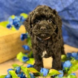 Norra blk boy dk blue - Black male Cockapoo puppy in Haines City, Florida from Camic Cockapoos