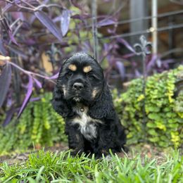 Blue - Black white and tan male Cocker Spaniel puppy in Bearden, Arkansas from Pups of the Pines