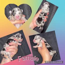 Female - Blue merle female Pomeranian puppy in Indiana from Unique Uprisings