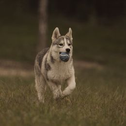 Maybach - Fully vaccinated and health tested parents - Gray and white male Siberian Husky puppy in Front Royal, Virginia from North River Siberians