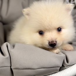 Obie - Cream male Pomeranian puppy in Eden, North Carolina from Whippoorwill Pomeranians