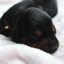 Girl 2 - Black and tan female Dachshund puppy in Afton, Oklahoma from C5 Doodles