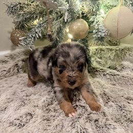 Dark Blue- Boy - Blue merle male Miniature Australian Shepherd puppy in Robertsdale, Alabama from Lighthouse Aussies