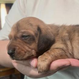 Magnus - Dapple male Dachshund puppy in Homosassa, Florida from SAN’S Dachshunds