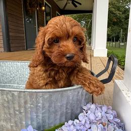 Foster - Cream male Cavapoo puppy in Bozrah, Connecticut from Cedar Creek Farms