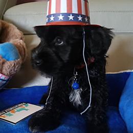 Black boy - Black male Miniature Schnauzer puppy in Kannapolis, North Carolina from Schnauzer Affinity