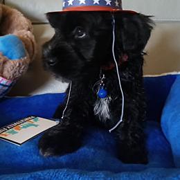 Black boy - Black male Miniature Schnauzer puppy in Kannapolis, North Carolina from Schnauzer Affinity