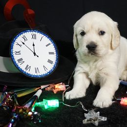 Golden Retriever Puppies from White Diamond Retrievers in the Heartland