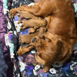 Girl 2 - Red female Cavapoo puppy in Melissa, Texas from Southern Love Cavapoos & Maltipoos