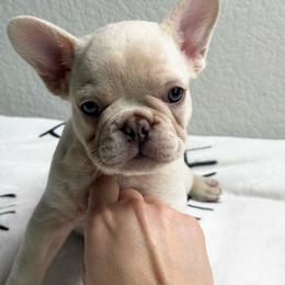 King George - White male French Bulldog puppy in Conroe, Texas from Haynes French Bulldogs