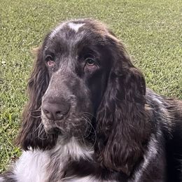 Merle - English Springer Spaniel