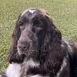 Merle - English Springer Spaniel