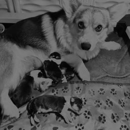 Pembroke Welsh Corgi puppies from Boehm’s Pembroke corgis