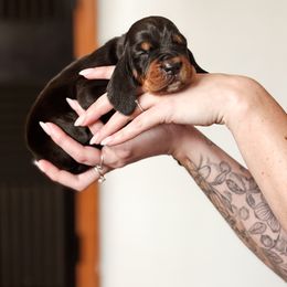 Black and Tan Coonhound Puppies from Toodaloo Coonhounds