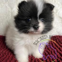 AKC FLASH - Black parti male Pomeranian puppy in Watkins Glen, New York from Wicked Spirits Pomeranians