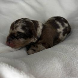 Dubai - Dapple male Dachshund puppy in Tulare, California from Dreamy Creamies