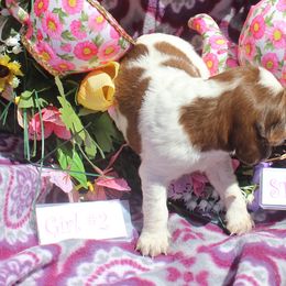 Girl 2 - Red and white female English Springer Spaniel puppy in Bremerton, Washington from Huntin' Buddies
