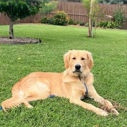 Golden Retriever All Grown Up from Ellabell Goldens