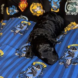 Gilderoy Lockhart blue - Black male Poodle puppy in Wittmann, Arizona from Marlees Puppies 1