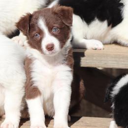 Border Collie Puppies from Lil Maine Border Collies