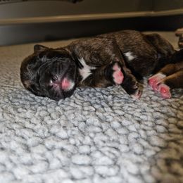 Male 2 - Brindle - Brindle male Boxer puppy in Prospect, Pennsylvania from Suttonhaus Boxers