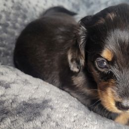 Dachshunds from Keen Dachshunds