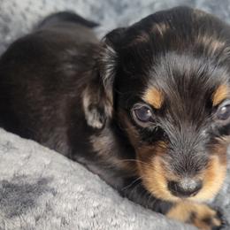 Dachshunds from Keen Dachshunds