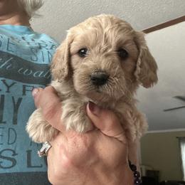 Thyme - Apricot male Goldendoodle puppy in Waynesboro, Virginia from Forest Creek Kennel