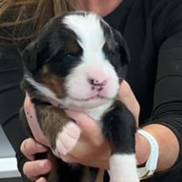 Gray Collar Girl - Black rust and white female Bernese Mountain Dog puppy in Bristol, Tennessee from Holston Hollow Farm