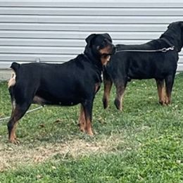 Rottweilers from Garcia Rotties