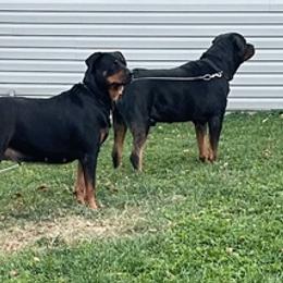 Rottweilers from Garcia Rotties