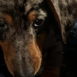 Basset Hounds and Dachshunds from Hackers Appalachian Basset Hounds