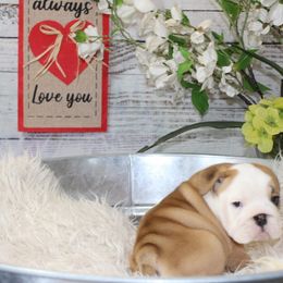 Bulldog and French Bulldog Puppies from Silver State Bulldogs