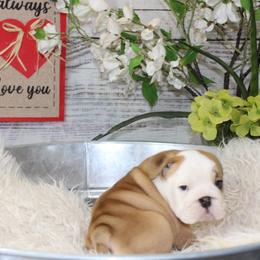 Bulldog and French Bulldog Puppies from Silver State Bulldogs