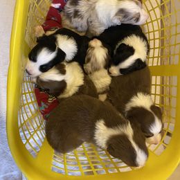 Australian Shepherd Puppies from LL Farm Australian Shepherds