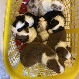 Australian Shepherd Puppies from LL Farm Australian Shepherds