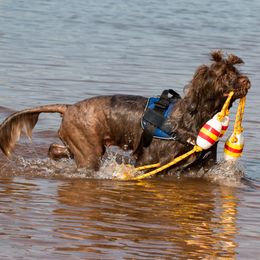 "Sierra" Portuguese Water Dog All Grown Up from Belladonna Farm Portuguese Water Dogs