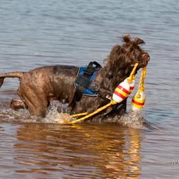 "Sierra" Portuguese Water Dog All Grown Up from Belladonna Farm Portuguese Water Dogs