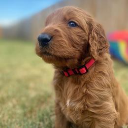 Goldendoodle Puppies from Bows & Ties Doodles