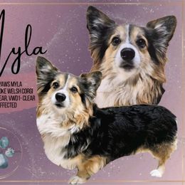 McGraw's Paws Myla - Pembroke Welsh Corgi