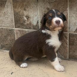 Ruby - Red tri-color female Australian Shepherd puppy in Cypress, Texas from Cypress Aussies