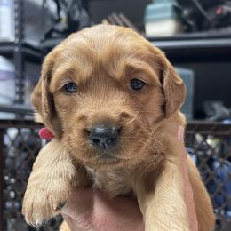 Girl 3 - Golden Retriever puppy in Lake Winnebago, Missouri from Hunt 'Em Up Goldens