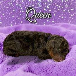 Queen - Phantom female Poodle puppy in Pink Hill, North Carolina from Boodle's Standard Poodles