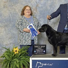 Tulip - Labrador Retriever